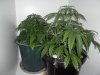 New indoor grow 047.jpg