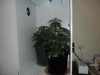 New indoor grow 060.jpg