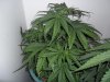 New indoor grow 056.jpg