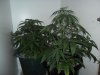 New indoor grow 055.jpg