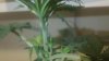 DSC01139.jpg