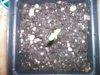 Bubble sprout, started 9-15.jpg
