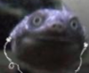 turle.png