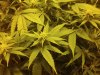 grow1.jpg