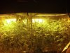 grow5.jpg
