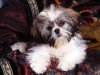 Shih-Tzu-shih-tzu-13713122-1600-1200.jpg