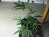 DSCF5708.JPG