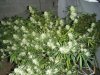 DSCF5738.JPG
