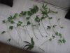 Day 66:31F Clippings.jpg