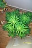 swampdonkey-ie-albums-me-next-grow-picture25811-jack-herer-topped.jpg
