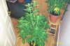 swampdonkey-ie-albums-me-next-grow-picture25812-same-plant-topped.jpg