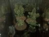 IMG00311.jpg
