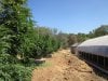 9-12-2014 greenhouse 034.JPG