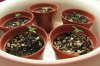 Seed-sprouts2.jpg