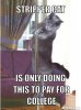 resized_stripper-cat-meme-generator-stripper-cat-is-only-doing-this-to-pay-for-college-faf448.jpg
