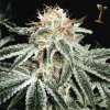 White-Widow.jpg