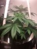 dec 14 2014 grow (20).jpg