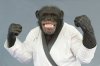 barcroft_sbt_karatechimp_005.jpg