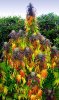 crazylookingflowers-thc-thcfinder.jpg