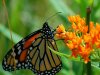 monarch-butterfly-lg2.jpeg