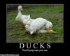 ducks-theyll-gang-rape-your-ass-dem.jpg
