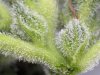 HLK Trichs.jpg