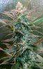 BlueDream-Day35-1.JPG