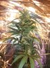 5-16-15 bud.JPG