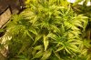 g132.jpg