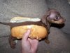 cute_miniature_dachshund_puppy_on_hot_dog_bun-1.jpg
