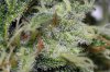 RIU-72-JackHerer0038.jpg