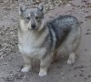 Swedish-Vallhund-Dog.jpg