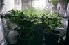 1st-grow-week-7--08.jpg