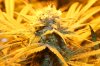 Week 6 flower 8-29-2015 004.JPG