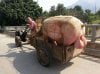 pig-balls-595x446.jpg