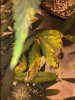 plant2.JPG
