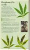 phosphorus-info-marijuana.jpg