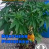 NorthernPineberryFront-210x210.jpg