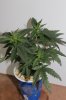 BLP day 22 flower.JPG