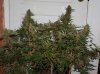 BlueRipper1-Day57-Harvest-1.JPG