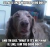 10-Dog-Meme-1.jpg