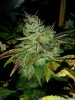 Ice_mud_led_grow_light_budmaster (12).jpg