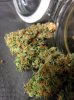 Icemud_tangie_strain_genetics_cannabis_seed (7).jpg