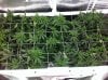 04.22_scrog.jpg