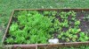 lettuce-4-30.jpg