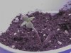 exertion-albums-1st-grow-picture37029-plant7.jpg