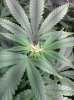 COB_LED_Grow_light_Budmaster_Ice_mud (7).jpg