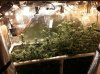 05.22_scrog.jpg