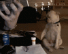 giphy (13).gif