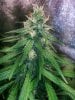 COB_LED_GROW_ICE_MUD_BUDMASTER (17).jpg